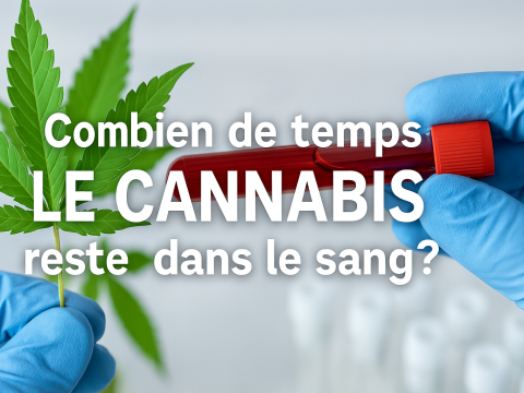 combien de temps le cannabis reste dans le sang?